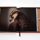 книга assouline falcons from saudi arabia